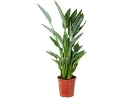 Bloomique - Strelitzia Reginae - Oiseau de paradis - Fleur de paradis - Plantes d’intérieur - Dépolluante - Entretien facile - Hauteur 80-100 cm - Pot 24 cm