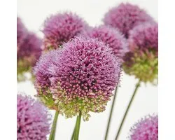 Allium sphaerocephalon | 25 stuks | Paars | Sierui Bollen