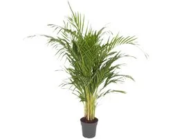 Dypsis Lutescens (Areca) - Hoogte 120cm - Pot 21cm