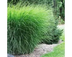 8 x Prachtriet Gracillimus XL - Winterhard Siergras - Miscanthus sinensis 'Gracillimus' in C2(liter) pot met hoogte 10-30cm