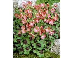 Oxalis Deppei Iron Cross | 20 stuks | Klaverzuring | Geluksklaver