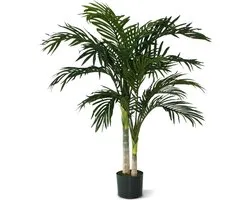Maxifleur - Golden Canne Areca Palm 120 cm