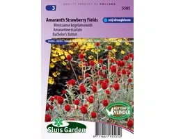 Jardin Sluis - Champs de fraises de Kogelamaranth (Gomphrena)