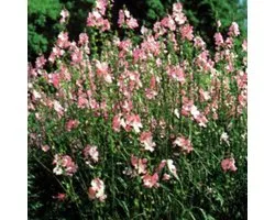 6 x Sidalcea 'Rosy Gem' -  Griekse Malva pot 9x9cm