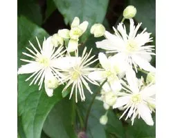 Bosrank - Clematis vitalba 50-60 cm