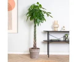 Bloomique - Pachira Aquatica - Arbre à argent - Cacao d’eau - Plante d’intérieur - Dépolluante - Facile à entretenir - 120-140 cm de haut - Pot 27 cm