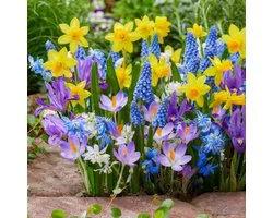 Bulbes hollandais Tulipes / Jonquilles / Jacinthes / Muscari - 'Spring Mix' - Bulbes de fleurs - 50 pièces - Multicolore