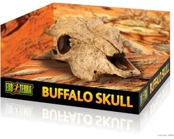Buffalo Skull