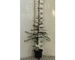 Pyracantha hybr. 'Soleil d'or' - Buisson ardent 60-80 cm | pot de 2 litres