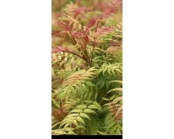 Sorbaria sorbifolia 'Sem'® - Lijsterbes Spirea 30- 40 cm in pot