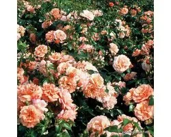 Kordes Rigo-roos - Rosa 'Aprikola' - Plant-o-fix 20-30 cm