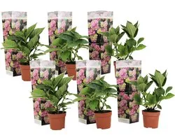 Plant in a Box - Hydrangea macrophylla Roze - Set van 6 - Hortensiaroos - Pot 9cm - Hoogte 25-40cm