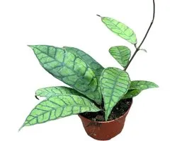 Green Harmony - Hoya Callistophylla - Ø10,5cm - cm