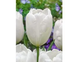 20x Tulpen 'Hakuun' - BULBi® Bloembollen met bloeigarantie