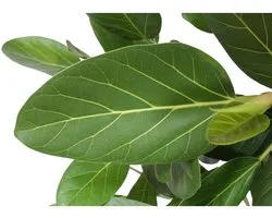 Arbre Ficus Benghalensis - Dimension du pot 34cm - Hauteur 150cm
