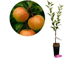 Malus domestica 'James Grieve', Appelboom , Hoogte 70-80cm, 1.5 liter pot