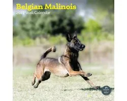 Calendrier Berger Belge Malinois 2027