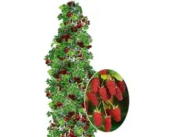 BALDUR-Nederland Column 1x Tayberry 'Buckingham', plant in 2-liter container pot, Delicious taste of raspberry & blackberry, Perfect for small garden, balcony & terrace, Self-fertilizing & rich