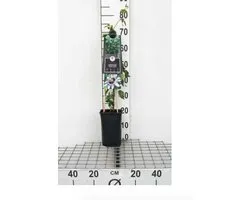 Passiflora 'Damsel's Delight' - Passieflora 50 60 cm in pot