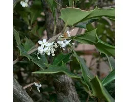 Osmanthus Heterophyllus - Osmanthe à feuilles variables 30-40 cm pot