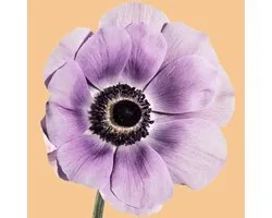 Anemone Mistral Plus Milka | 10 stuks | Anemoon