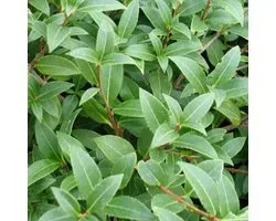 Faux houx - Osmanthus burkwoodii 40-60 cm