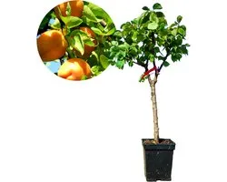 Prunus armeniaca, Mini abrikozenboom, Hoogte 70cm, 5 liter pot