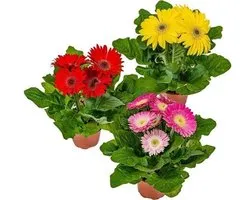 JUNAVERA Gerbera (Gerbera jamesonii) | 30 cm hoog | 12 cm pot | per stuk | Gemengde kleuren voor tuin, balkon, terras en binnen