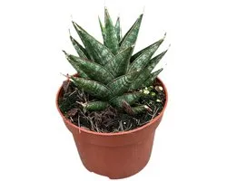 Sansevieria Table Mountain - Kamerplant - Potmaat Ø8 cm