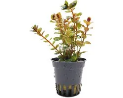 Aquaflora Rotala Yao Yai | en pot de 5 cm