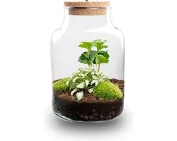 Little Milky - Planten Terrarium met licht - Koffieplant + Fittonia - DIY kit - Ecosysteem plant - Ø 17 cm ↑ 25 cm