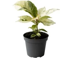 Ficus Elastica Shiveriana - Hoogte 15cm - Pot 6cm