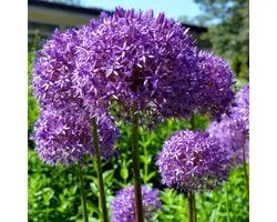 Hybride sierui (Allium hybrid) - Allium Millenium - Sierui - Bijen-Vlinders - Snijbloemen - bloeit in Juli / Augustus / September