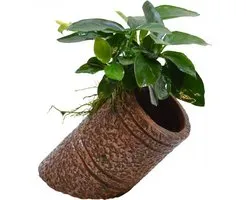 Aquafleur Deco Pipe Anubias Waterplant