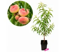 Prunus persica 'Saturne' Perzikboom, Platte perzik, hoogte 80-100cm, 5 liter pot