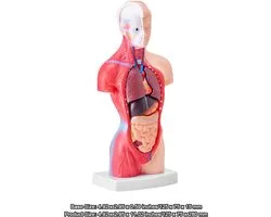 Model van het menselijk lichaam, 15 delen, 28 cm. Anatomisch model van de menselijke torso met verwijderbare organen. Anatomisch skeletmodel. Educatief leermiddel voor leerlingen. Ideaal voor natuurwetenschappelijk onderwijs