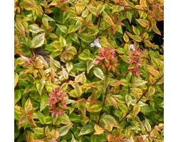 Abelia Grandiflora Kaleidoscope - Abelia 25-30 cm in pot