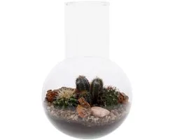 Terrarium Cactus Suzanne - echte Cactus in glas - kant en klaar geleverd- The Green Bottle Garden