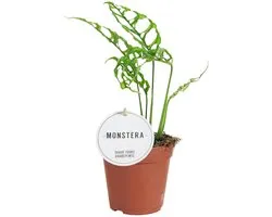Monstera Obliqua Pérou - Hauteur 25 cm - Pot 12 cm