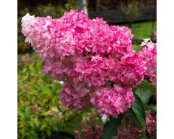 8 x Hydrangea paniculata 'Sundae Fraise' C2 - Pluimhortensia in C2(liter) pot met hoogte 20-30cm