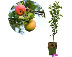 Malus domestica 'James Grieve', Appelboom , Hoogte 100cm, 5 liter pot