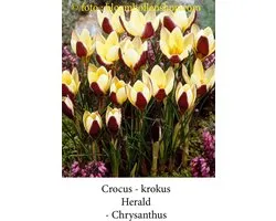crocus - krokus Herald 50 bollen maat 6/+