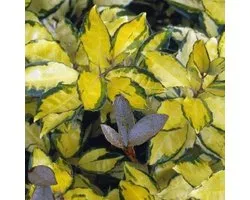 Elaeagnus Ebbingei Eleador ('Lannou') - Chalef 'Eleador' 60-80 cm pot