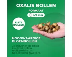 Oxalis Iron Cross vaste planten collectie