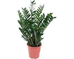 Green Harmony - Zamioculcas Zamiifolia - 100 cm - ø27