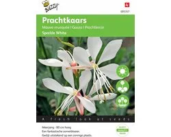 Buzzy® Gaura lindheimerii Sparkle White
