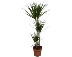 Dracaena Marginata - Hauteur 120 cm - Pot 21 cm