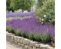 Salvia nem. OstFriesland - Set van 12 - Salie - Pot P9 - Paarse Bloem