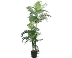 Golden Cane Areca Palm x3 180cm