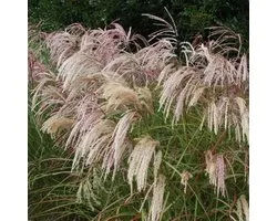 6x Miscanthus sinensis 'Kaskade' Pot 9x9cm - Siergras voor tuin en border